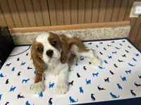 Gunther, a male Cavalier King Charles Spaniel for sale in Miami, OK – Photo 2 of 10
