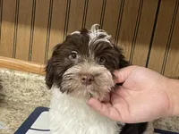 Waffle, a male Havanese for sale in Miami, OK – 5 of 10
