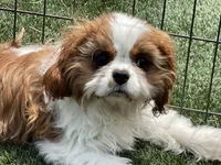 Mason, a male Cavalier King Charles Spaniel for sale in Miami, OK – 7 of 9