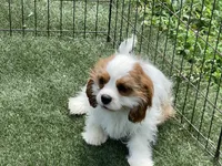 Baxter, a male Cavalier King Charles Spaniel for sale in Miami, OK – 8 of 10