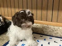 Waffle, a male Havanese for sale in Miami, OK – 3 of 10