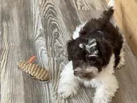 Waffle, a male Havanese for sale in Miami, OK – 2 of 10