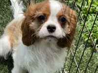 Clint, a male Cavalier King Charles Spaniel for sale in Miami, OK – 2 of 10