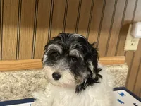 Oreo, a male Havanese for sale in Miami, OK – 7 of 10