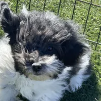 Tilly, a female Havapoo for sale in Miami, OK – Photo 10 of 10