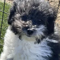 Tilly, a female Havapoo for sale in Miami, OK – Photo 8 of 10