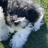 Tilly, a female Havapoo for sale in Miami, OK – Photo 6 of 10