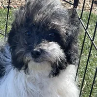 Tilly, a female Havapoo for sale in Miami, OK – Photo 1 of 10