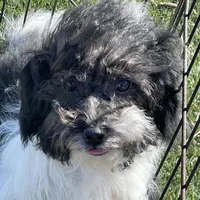 Tilly, a female Havapoo for sale in Miami, OK – Photo 3 of 10