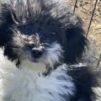 Tilly, a female Havapoo for sale in Miami, OK – Photo 5 of 10