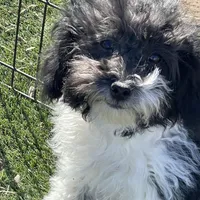 Tilly, a female Havapoo for sale in Miami, OK – Photo 2 of 10