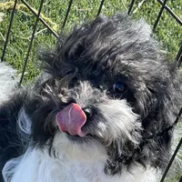 Tilly, a female Havapoo for sale in Miami, OK – Photo 7 of 10