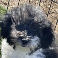 Tilly, a female Havapoo for sale in Miami, OK – Photo 9 of 10