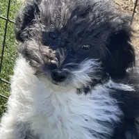 Tilly, a female Havapoo for sale in Miami, OK – Photo 4 of 10