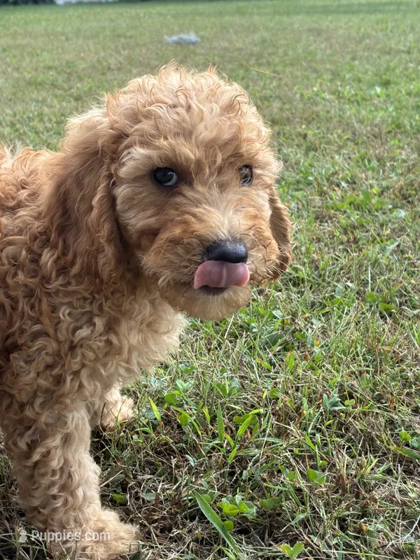 Pooch  – Goldendoodle, Poodle - Standard  puppy for sale in Plymouth, IL