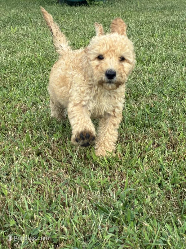 Goldie – Goldendoodle, Poodle - Standard  puppy for sale in Plymouth, IL