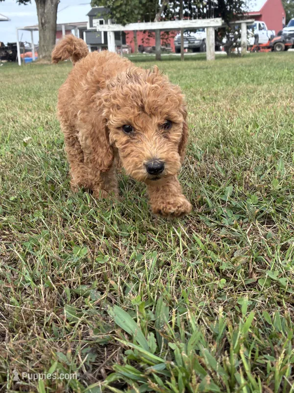 Sugar – Goldendoodle, Poodle - Standard  puppy for sale in Plymouth, IL