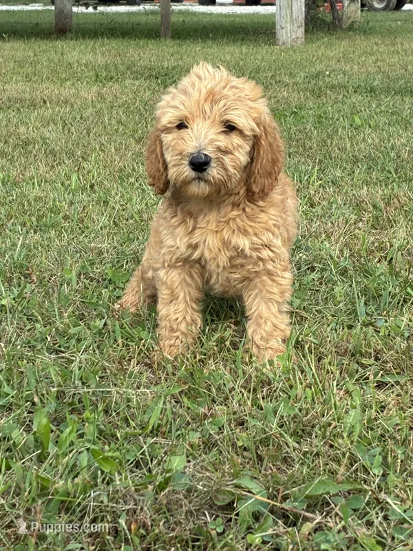 Daisy  – Goldendoodle, Poodle - Standard  puppy for sale in Plymouth, IL