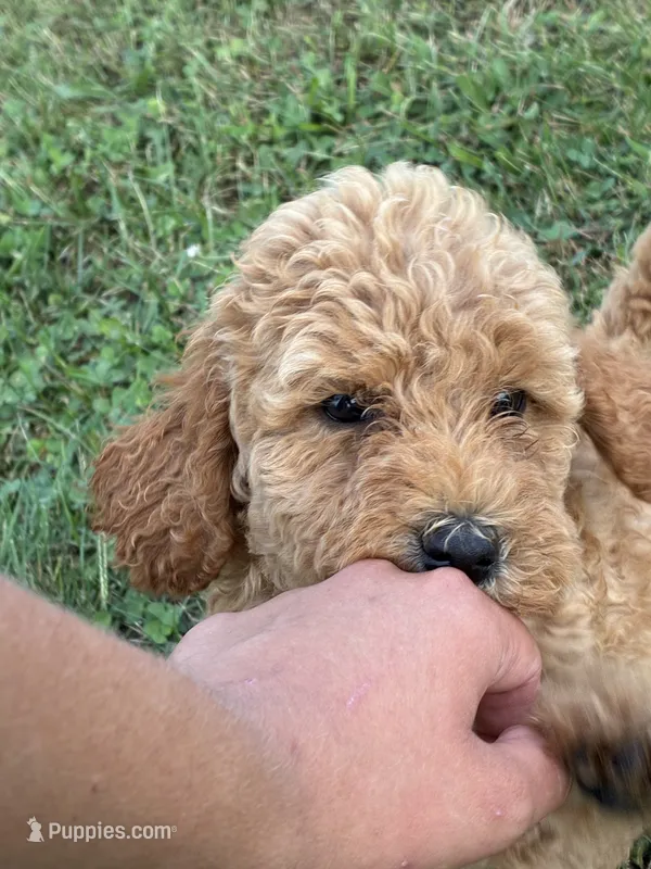 Beckett – Goldendoodle, Poodle - Standard  puppy for sale in Plymouth, IL