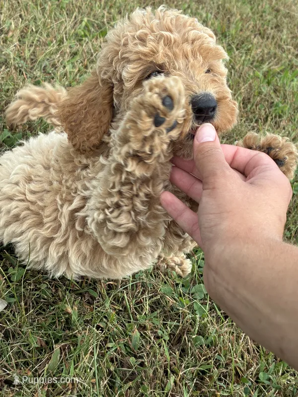 Baby  – Goldendoodle, Poodle - Standard  puppy for sale in Plymouth, IL