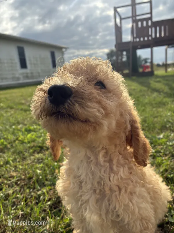 Duke – Goldendoodle, Poodle - Standard  puppy for sale in Plymouth, IL