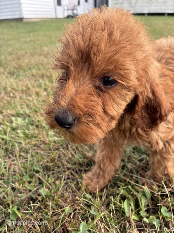 Marg  – Goldendoodle, Poodle - Standard  puppy for sale in Plymouth, IL