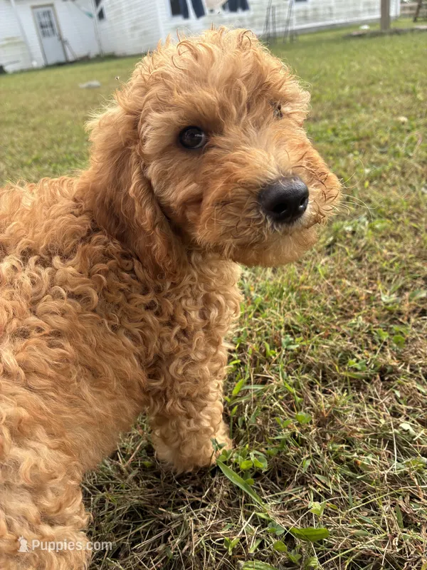 Bennit  – Goldendoodle, Poodle - Standard  puppy for sale in Plymouth, IL
