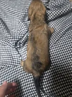 Bingo, a male Miniature Dachshund for sale in Mountain Grove, MO – 8 of 10