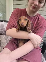 Ariel, a female Miniature Dachshund for sale in Mountain Grove, MO – 7 of 7