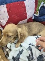  Chiccalynda, a female Miniature Dachshund for sale in Mountain Grove, MO – 2 of 4