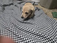 June , a  Dachshund and Miniature Dachshund for sale in Mountain Grove, MO – 9 of 10