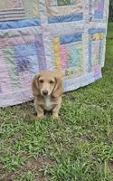 Spirit, a male Miniature Dachshund for sale in Mountain Grove, MO – 5 of 5