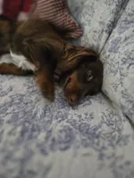 Lady, a female Miniature Dachshund for sale in Mountain Grove, MO – 4 of 4