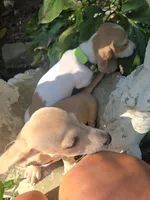 Dot, a female Miniature Dachshund for sale in Mountain Grove, MO – 6 of 8