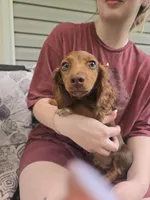 Ariel, a female Miniature Dachshund for sale in Mountain Grove, MO – 5 of 7