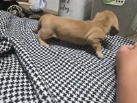Sky, a female Dachshund and Miniature Dachshund for sale in Mountain Grove, MO – 8 of 9