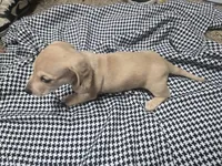 June , a  Dachshund and Miniature Dachshund for sale in Mountain Grove, MO – 3 of 10