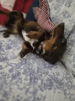 Lady, a female Miniature Dachshund for sale in Mountain Grove, MO – 2 of 4