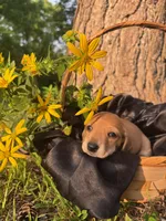 Sky, a female Dachshund and Miniature Dachshund for sale in Mountain Grove, MO – 5 of 9