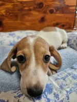 Dot, a female Miniature Dachshund for sale in Mountain Grove, MO – 5 of 8
