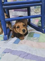 Bingo, a male Miniature Dachshund for sale in Mountain Grove, MO – 2 of 4