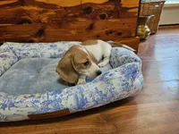 Dot, a female Miniature Dachshund for sale in Mountain Grove, MO – 4 of 8