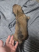 Bingo, a male Miniature Dachshund for sale in Mountain Grove, MO – 9 of 10
