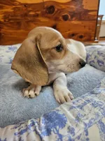 Dot, a female Miniature Dachshund for sale in Mountain Grove, MO – 3 of 8