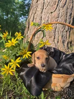 June , a  Dachshund and Miniature Dachshund for sale in Mountain Grove, MO – 2 of 10