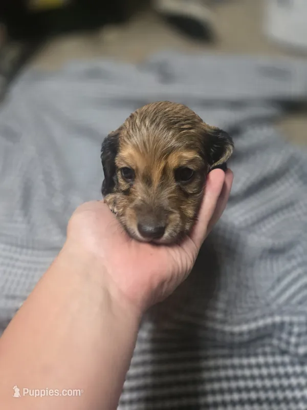 Bingo – Miniature Dachshund puppy for sale in Mountain Grove, MO