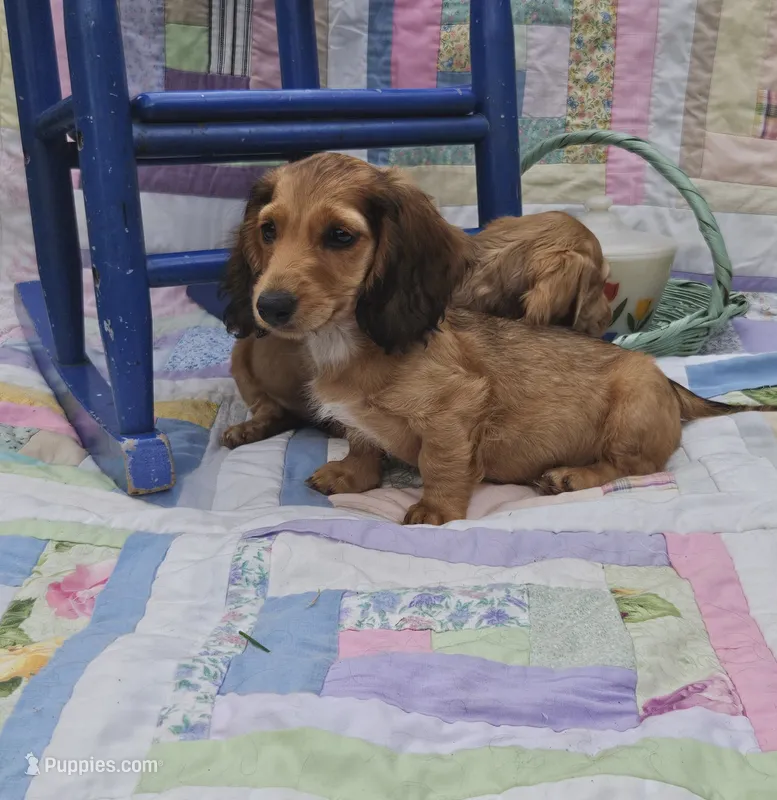 Bingo – Miniature Dachshund puppy for sale in Mountain Grove, MO