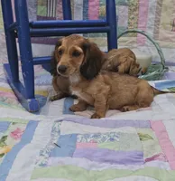 Bingo, a male Miniature Dachshund for sale in Mountain Grove, MO – 1 of 4