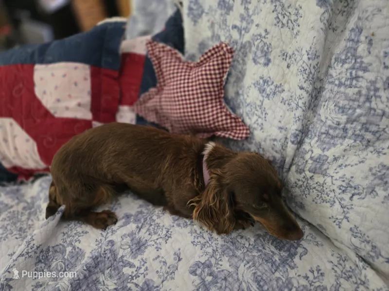 Lady – Miniature Dachshund puppy for sale in Mountain Grove, MO