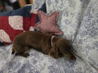 Lady, a female Miniature Dachshund for sale in Mountain Grove, MO – 1 of 4